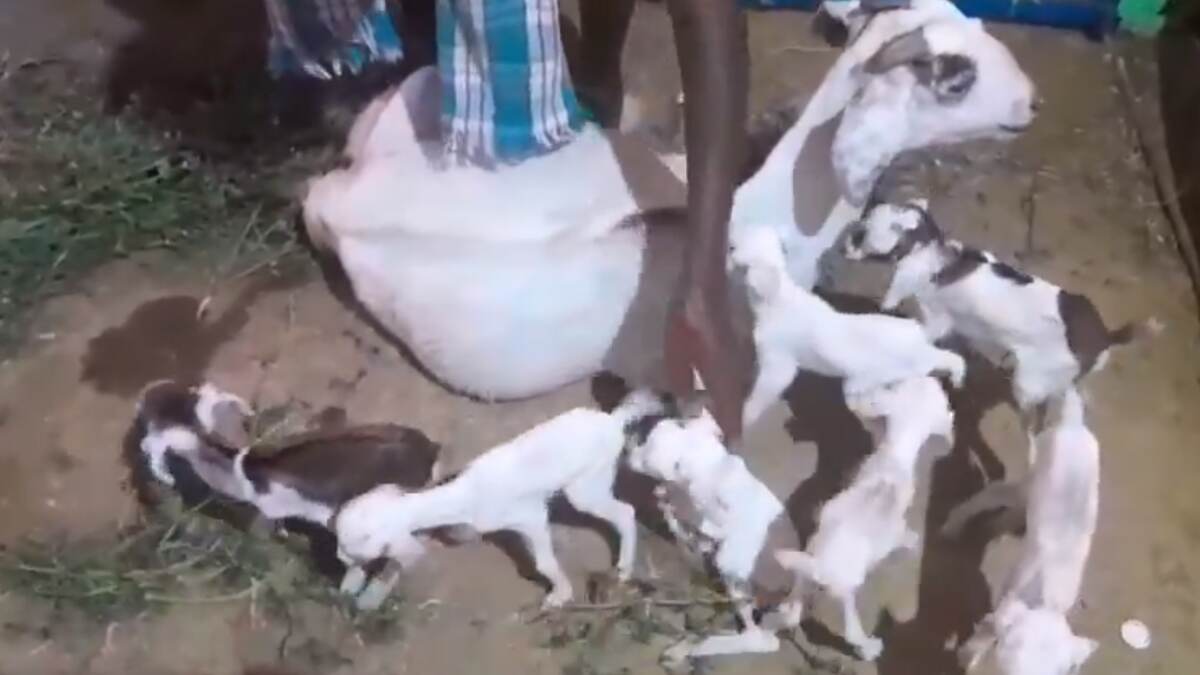 Goat Gives Birth to 7 Babies: ஒரே பிரசவத்தில் 7 குட்டிகளை ஈன்ற ஆடு.. ஆச்சர்யமூட்டும் வீடியோ வைரல்..!