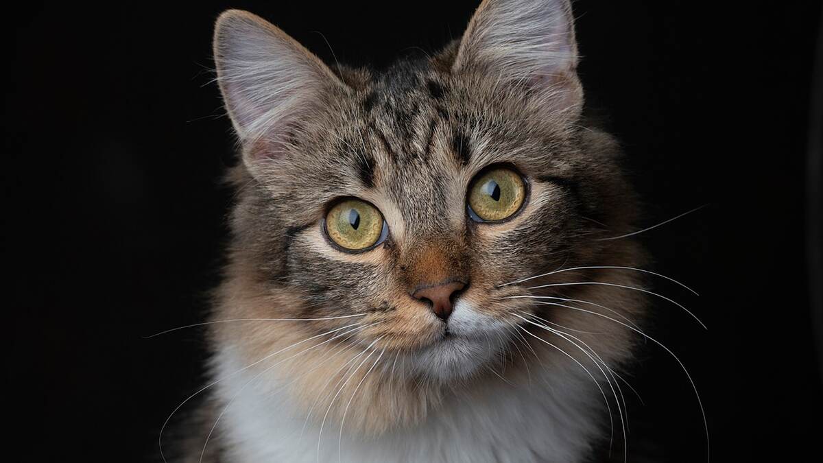 Pets: செல்லப் பிராணிகளை வளர்க்கலாமா? பூனை முதல் முயல் வரை.. அசத்தல் டிப்ஸ் இதோ..!