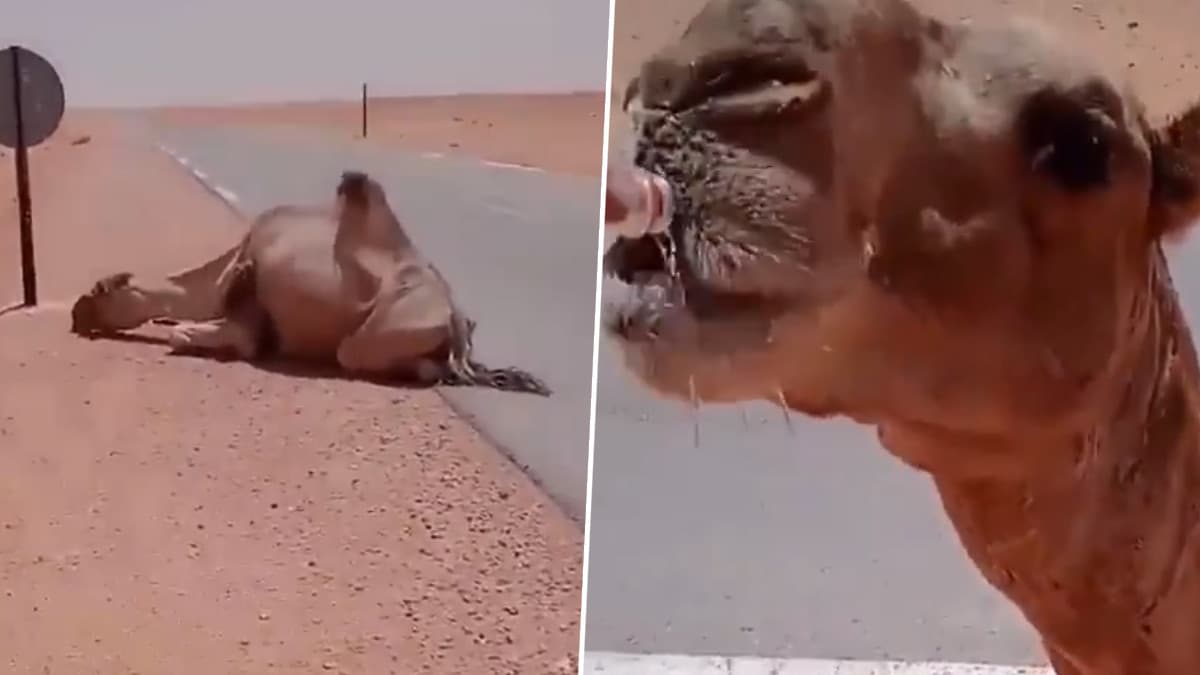 Driver Provides Water to Camel: ஆளரவமில்லா பாலைவனத்தில் தண்ணீருக்காக தவித்த ஒட்டகம்; இரக்கம் காட்டிய வாகன ஓட்டி.. வைரலாகும் வீடியோ.!