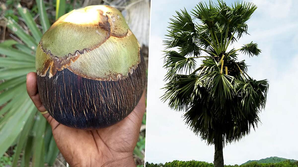 Benefits Of Ice Apple: செரிமான கோளாறு, அம்மை நோய்களை தடுத்து, உடல் சூட்டை தணிக்கும் நுங்கு..!