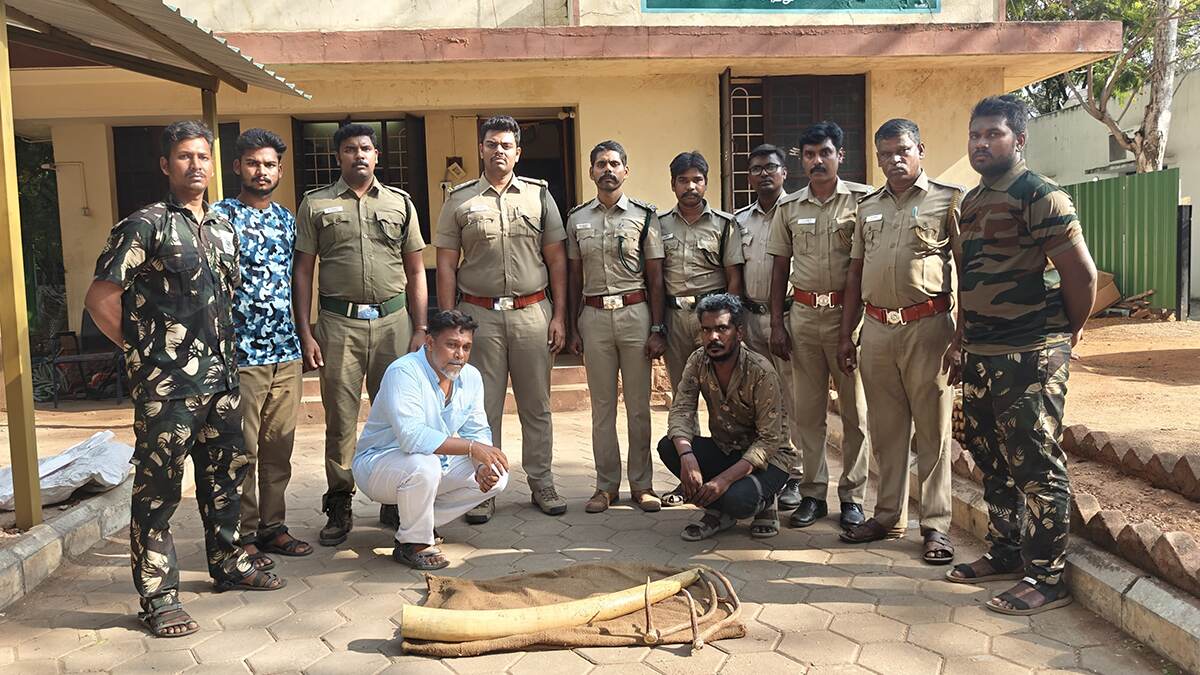Ivory Smuggling: யானை தந்தம் விற்க முயன்ற இருவர் கைது.. தலைமறைவானவரை தேடி வரும் வனத் துறையினர்..!