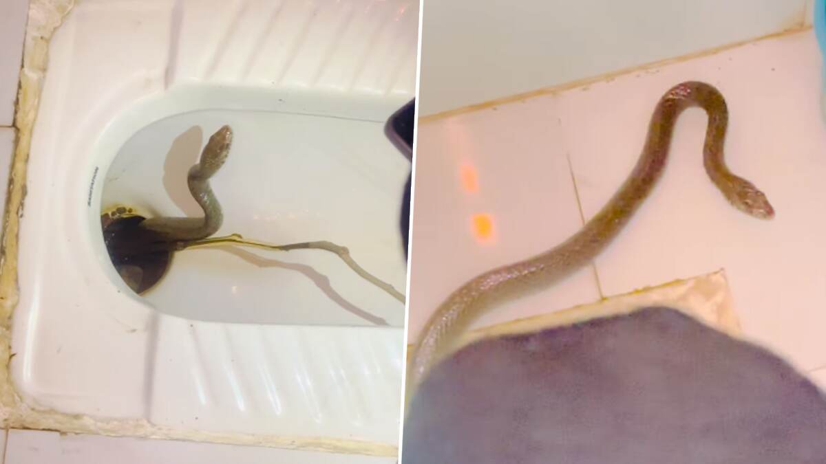 Snake Captured by Sarpmitra: கழிவறைக்கு சென்ற குடும்பத்திற்கு காத்திருந்த அதிர்ச்சி; எட்டிப்பார்த்த பாம்பு, அசால்ட் சம்பவம் செய்த பெண்.!