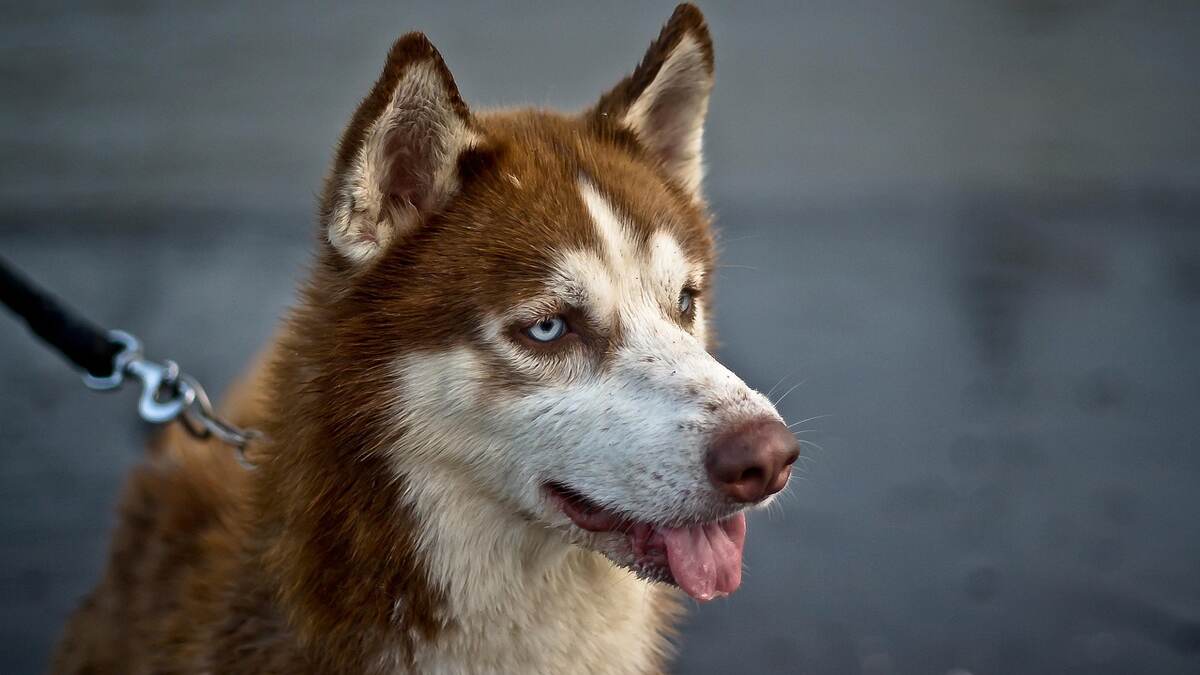 Boy Bitten By Pet Dog: வளர்ப்பு நாய் கடித்து சிறுவன் காயம்; மீண்டும் அரங்கேறியுள்ள சம்பவம்..!