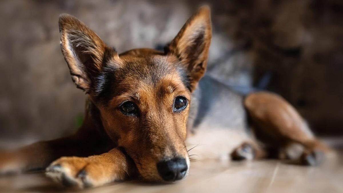 Pet Selection: நாட்டு நாய்கள் வாங்குவதில் இத்தனை விஷயம் இருக்கிறதா..? அசத்தல் டிப்ஸ் இதோ..!