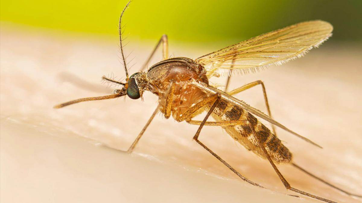 Nile Fever Spread: மிக வேகமாக பரவி வரும் நைல் காய்ச்சல்; பொதுமக்கள் விழிப்புடன் செயல்பட வேண்டும் என மாநில சுகாதரத்துறை எச்சரிக்கை..!