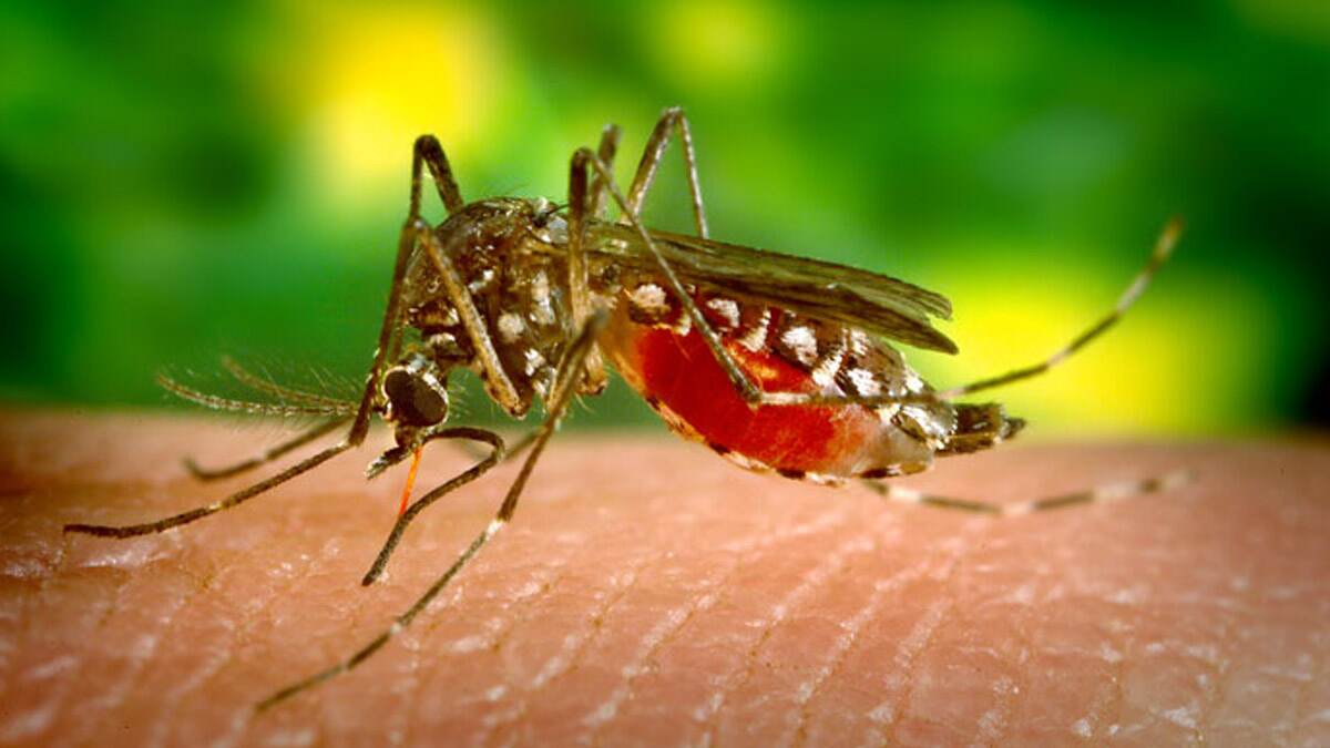 Yellow Fever Alert: வெளிநாடுகள் செல்லும் இந்தியர்கள் மஞ்சள் காய்ச்சல் தடுப்பூசி செலுத்திக்கொள்ள அறிவுறுத்தல்; மத்திய சுகாதாரத்துறை உத்தரவு.!
