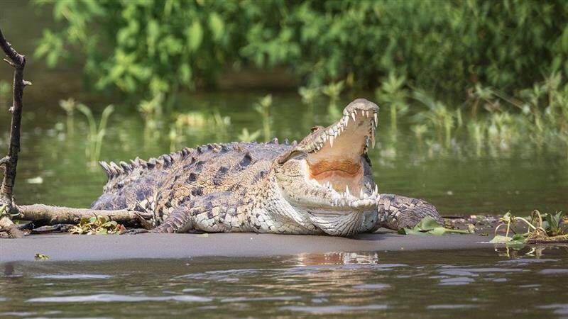 Old Man Dies After Bitten By Crocodile: முதலையின் கொடூர கடியால் ஆற்றில் குளித்து கொண்டிருந்த முதியவர் பலி..!