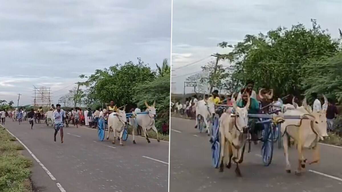 Raging Bulls Video: கமுதி வனப் பேச்சி அம்மன் கொண்டன அய்யனார் கோவில் திருவிழா.. சீறிப்பாய்ந்த காளைகள்..!