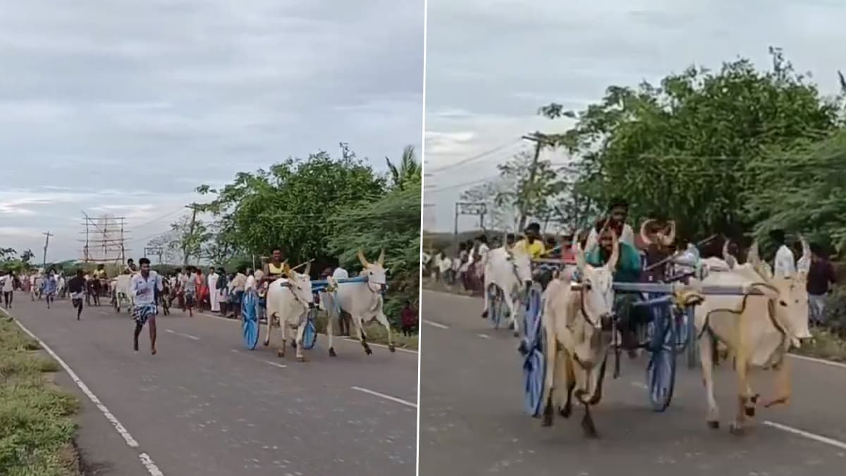 Raging Bulls Video: கமுதி வனப் பேச்சி அம்மன் கொண்டன அய்யனார் கோவில் திருவிழா.. சீறிப்பாய்ந்த காளைகள்..!