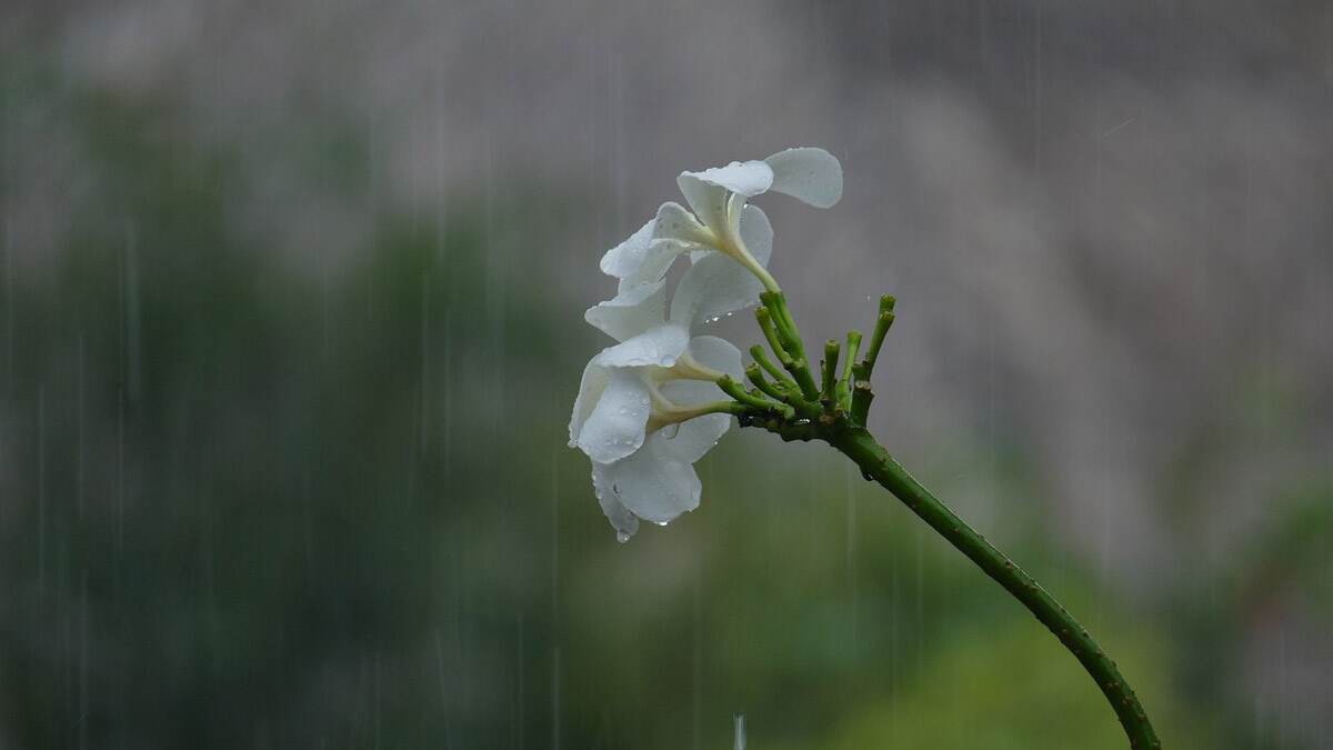 Monsoon Arrives In Kerala: தென்மேற்கு பருவமழை துவக்கம்.. அறிக்கை வெளியிட்ட புவி அறிவியல் அமைச்சகம்..!