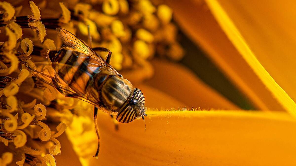 Honey Bees: மனிதனை காப்பாற்றும் தேனீக்கள்.. இல்லையென்றால் என்ன ஆகும்? விபரம் உள்ளே..!
