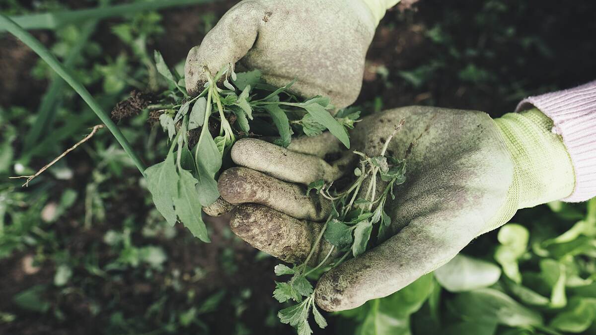 Terrace Gardening: மாடித்தோட்டம் ஈஸியா அமைக்கலாம்.. வேளாண் கல்லூரி மாணவிகள் விளக்கம்..!