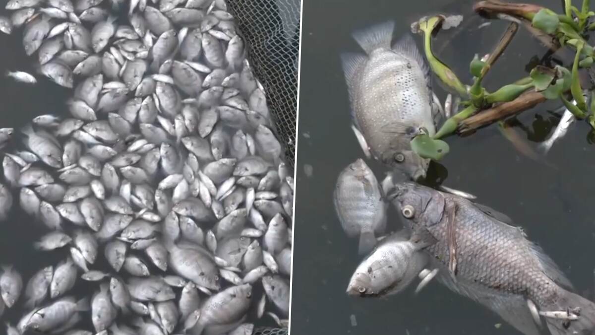 Periyar River Pollution: தொழிற்சாலை கழிவுகளால் சுகாதாரக்கேடு; பெரியார் ஆற்றில் மீன்கள் செத்து மிதந்ததால் அதிர்ச்சி.!