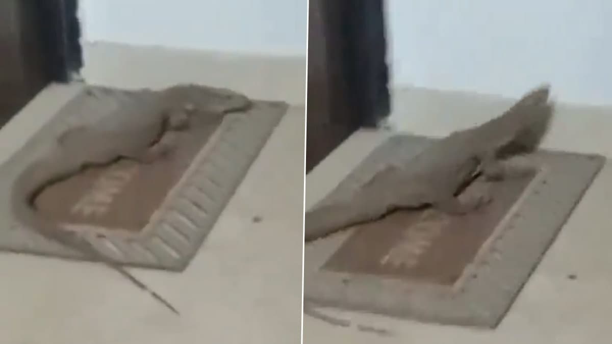 Crocodile In VVIP Area: விவிஐபிக்கள் வீட்டிற்குள் புகுந்த முதலையார்; தலைதெறிக்க ஓட்டம்பிடித்த சம்பவம்.!