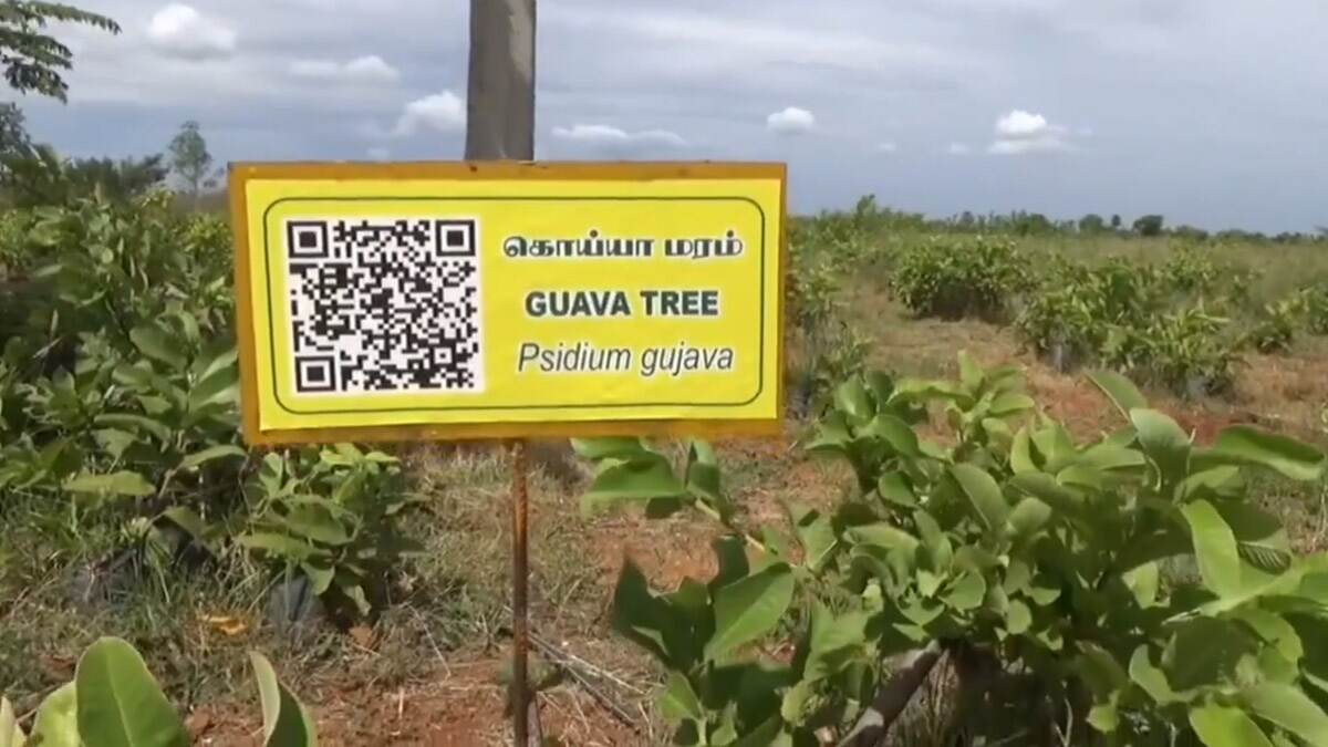 QR Code For Trees: 