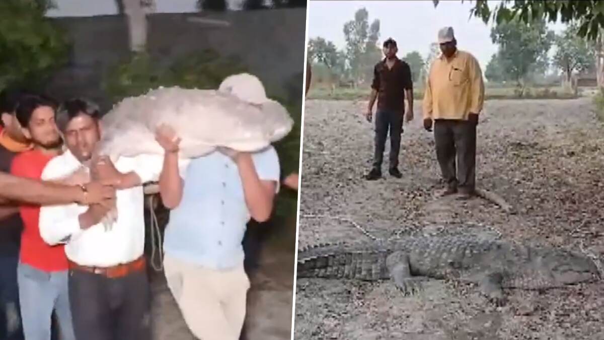 Crocodile Found Near Village: குடியிருப்பு பகுதியில் புகுந்த முதலை; அலேக்காக தூக்கி ஆற்றில் விட்ட வனத்துறை.!