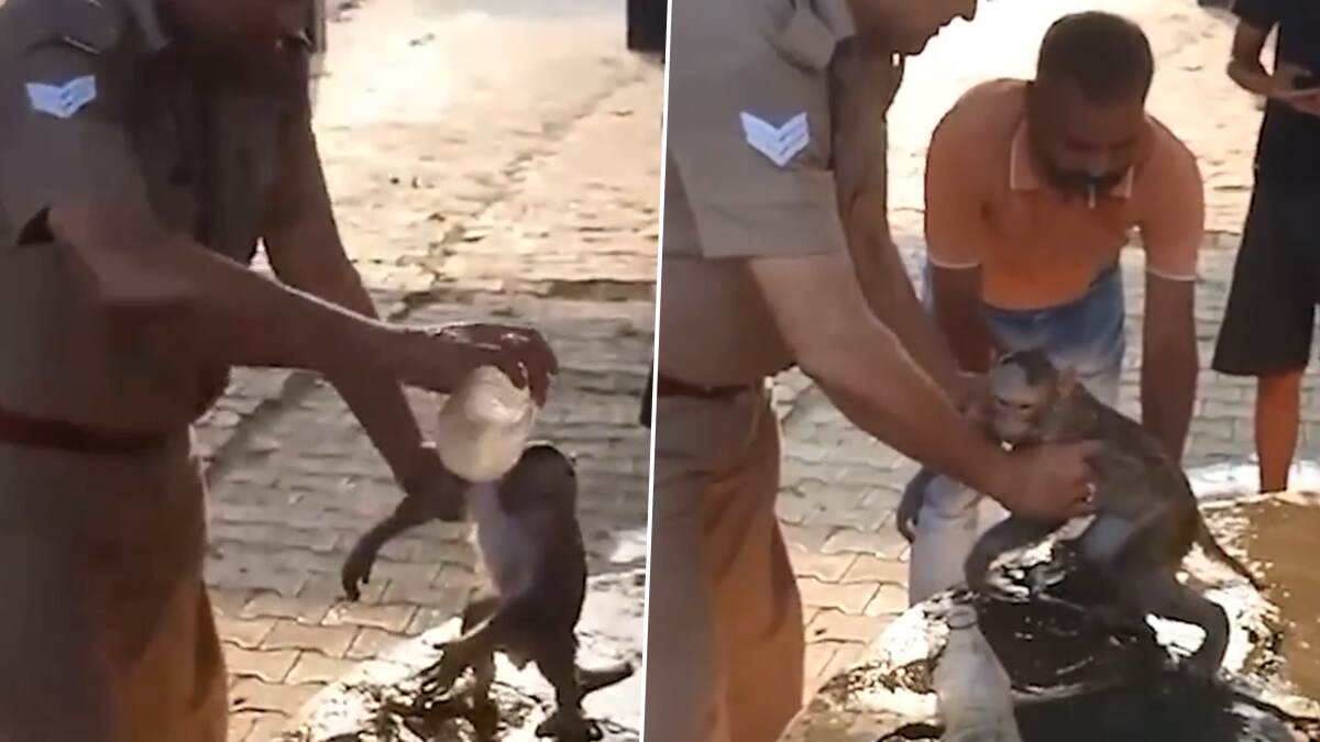 UP Cop Save Lifeless Monkey: 