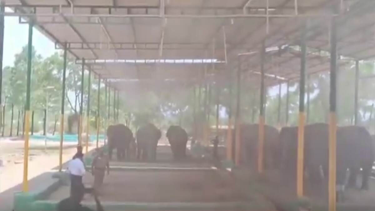 Elephants Enjoy a Shower: குடைக்குள் மழை பார்த்திருக்கீங்க., கூரைக்குள் மழை பார்த்திருக்கீங்களா? - யானைகளின் வெயில் களைப்பை தணிக்க புது டெக்னீக்.!