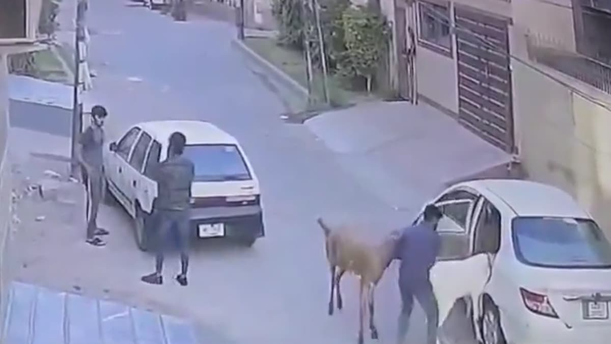 Car-Borne Thieves Steal Goats in Daylight: ஆட்டுக்குட்டியை காரில் வந்து அலேக்கா கடத்திட்டு போன நபர்கள்.. பாகிஸ்தானில் பரபரப்பு..!