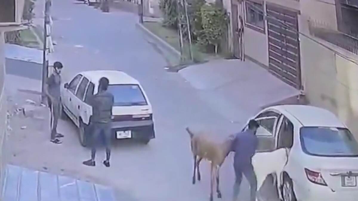 Car-Borne Thieves Steal Goats in Daylight: ஆட்டுக்குட்டியை காரில் வந்து அலேக்கா கடத்திட்டு போன நபர்கள்.. பாகிஸ்தானில் பரபரப்பு..!