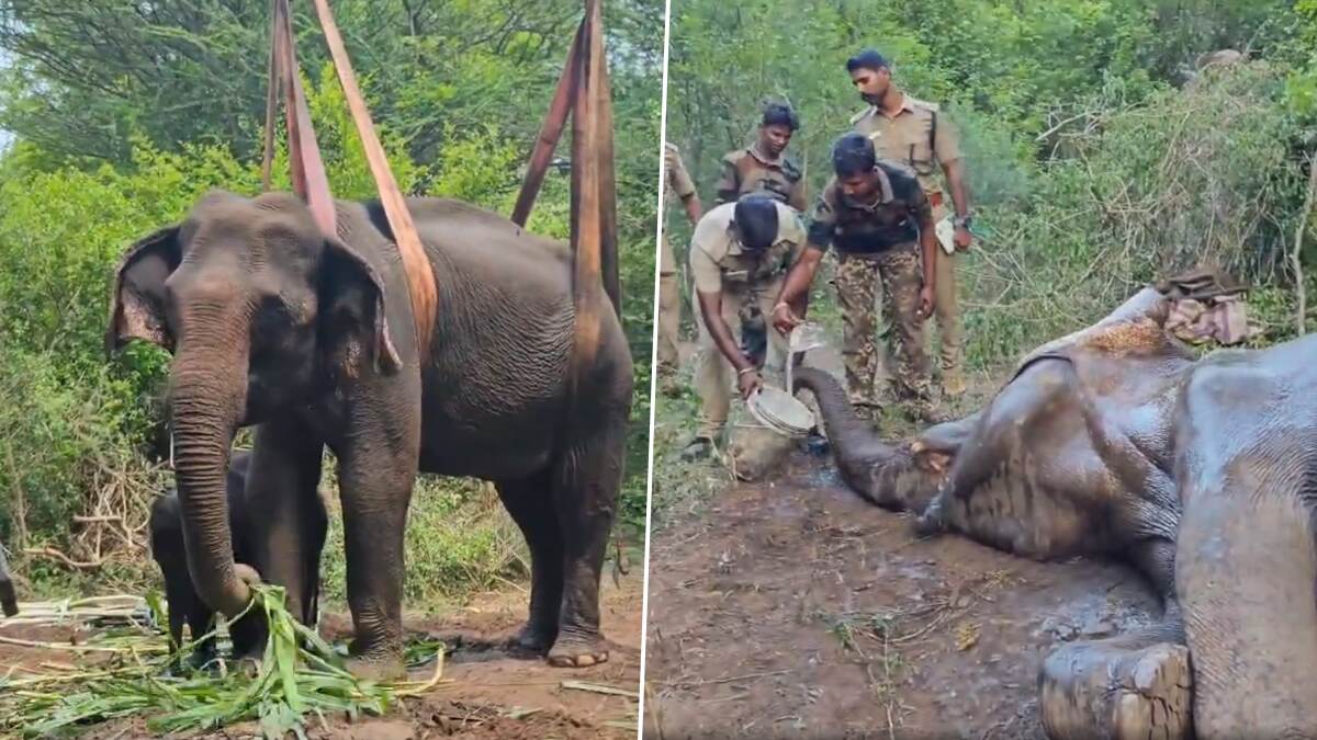 Health Of Sick Elephant: தாய் யானைக்கு அடி.. பிளறிய குட்டி யானை.. வனத்துறையினர் காப்பாற்ற தீவிர முயற்சி..!