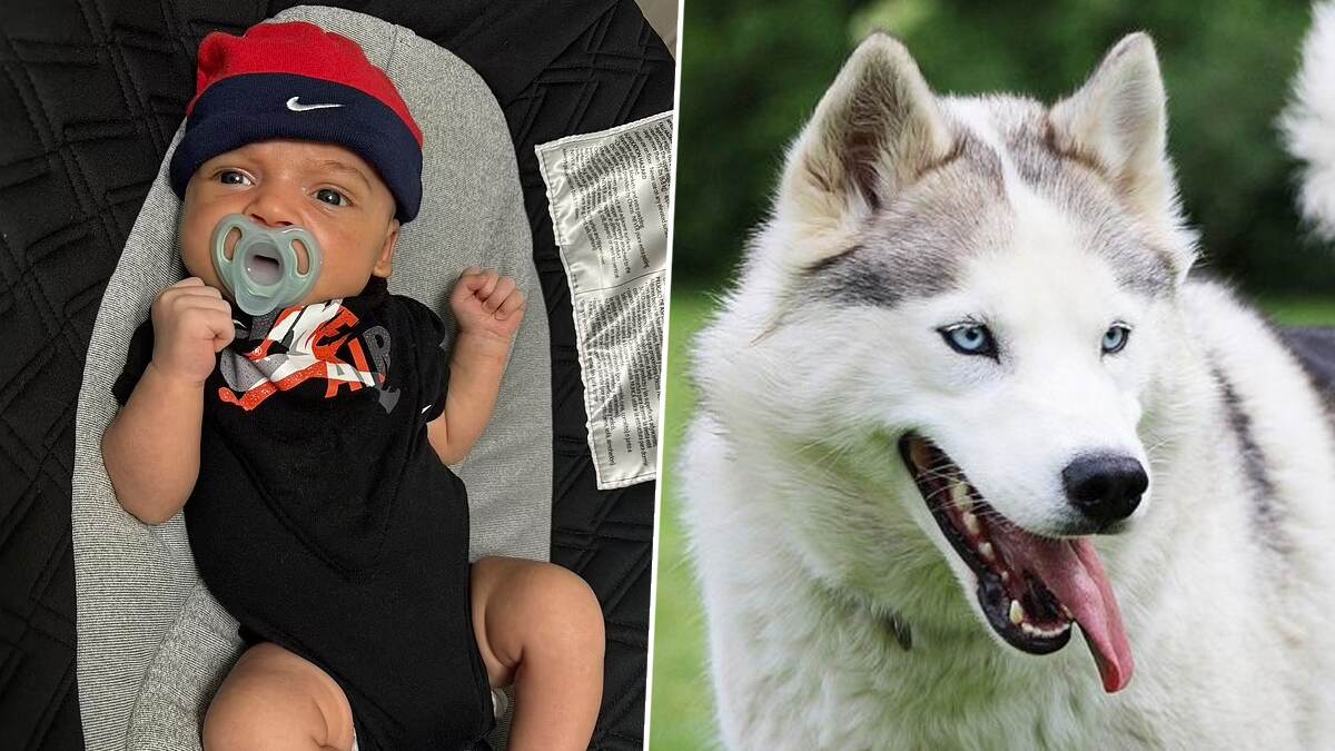 Dog Attack In Six Week Baby Death: வீட்டில் வளர்த்த செல்லப்பிராணி கடித்து தாக்குதல்; ஆறு வார குழந்தை உயிரிழப்பு..!