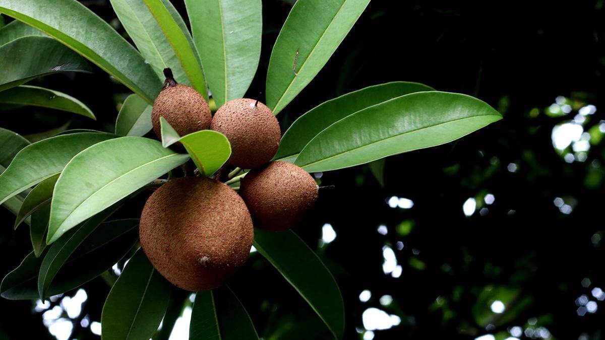 Sapota Helps In Weight Loss: உடல் எடை இழப்பிற்கு உதவும் சப்போட்டா பழம்..!