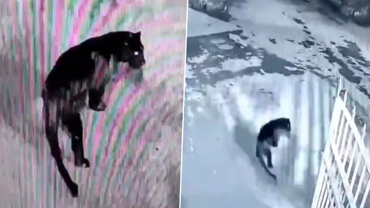 Viral Video: பூங்காவில் கருஞ்சிறுத்தை நடமாட்டம்.. வைரலாகும் சிசிடிவி வீடியோ..!