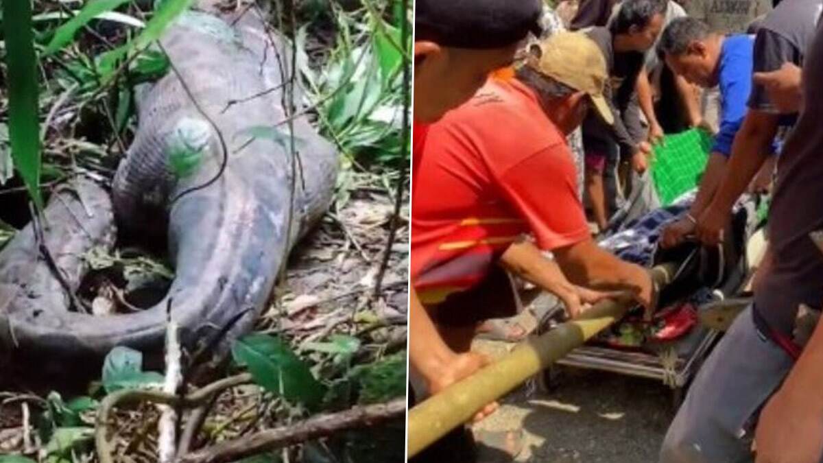 Python Swallowed the Woman: காணாமல் போன மாயமான பெண்ணை விழுங்கிய மலைப்பாம்பு; வயிற்றைக்கிழித்து மனைவியின் உடலை மீட்ட கணவன்.!