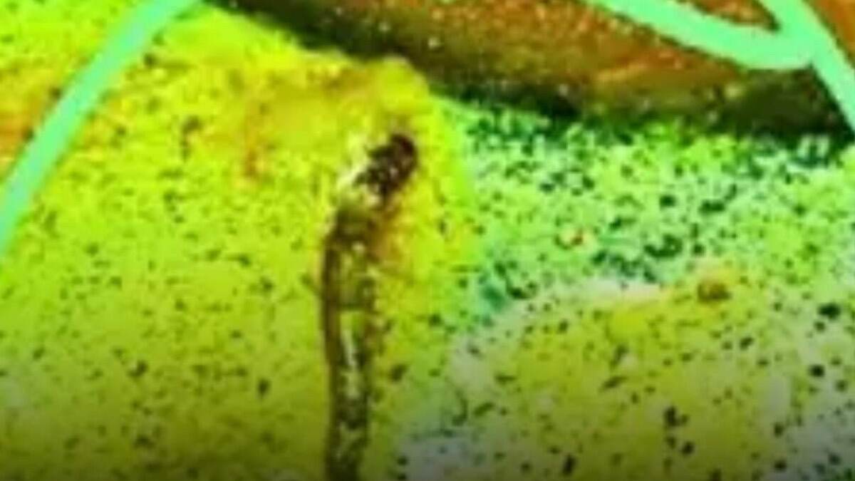 Snake in Hostel Food: விடுதியில் வழங்கப்பட்ட உணவில் கிடந்த பாம்பு; 11 மாணவர்கள் மருத்துவமனையில் அனுமதி.!