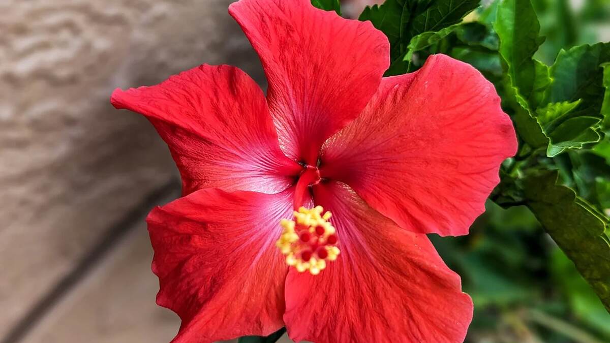 Hibiscus Flower Benefits: செம்பருத்திப் பூவில் உள்ள மருத்துவ குணங்கள் என்னென்ன..? விவரம் உள்ளே..!