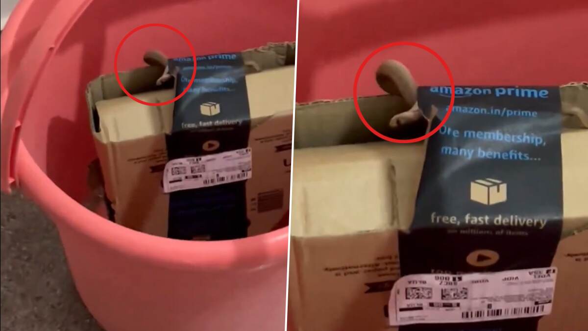 Online Order Scam: ஆன்லைனில் ஜாய்ஸ்டிக் ஆர்டர்போட்ட பெண்ணுக்கு காத்திருந்த அதிர்ச்சி.. டெலிவரி செய்யப்பட்ட பாம்பு.!