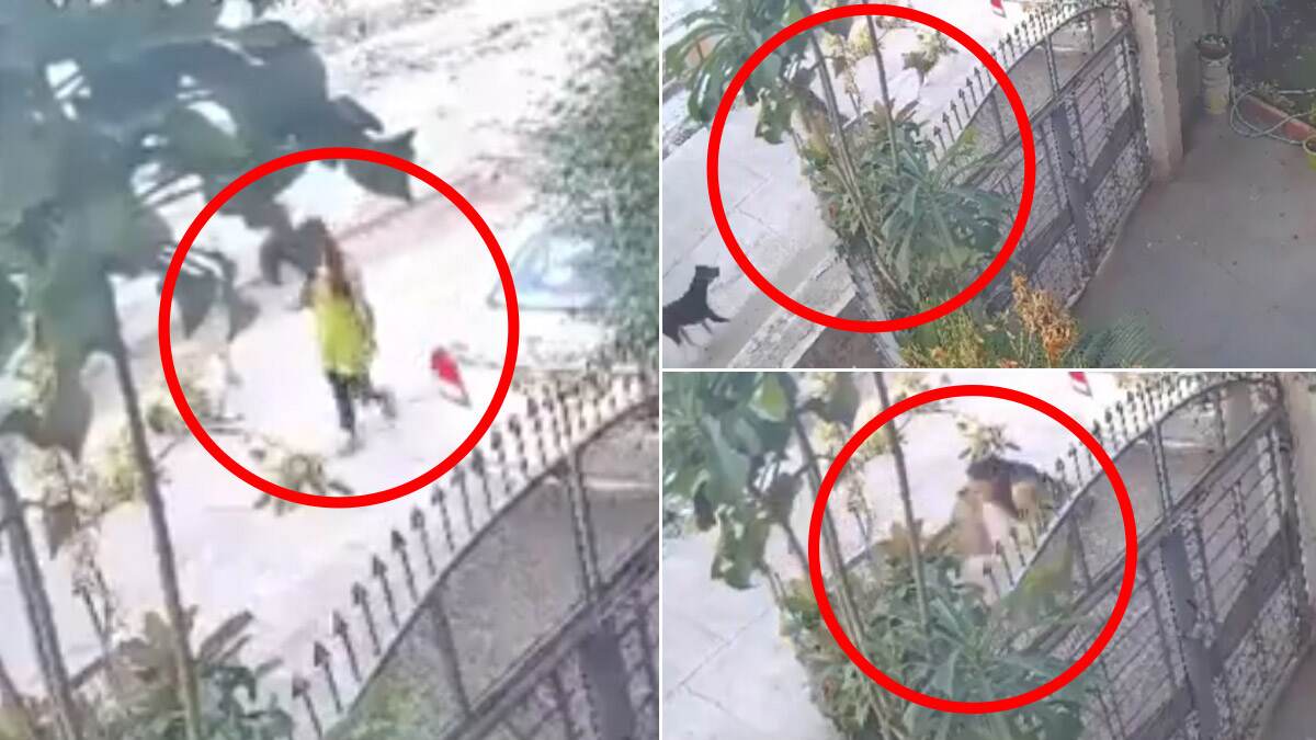 Dog Terror In Sambhajinagar: சிறுமியை துரத்தி துரத்தி கடிக்க வந்த தெரு நாய்.. வைரலாகும் வீடியோ..!