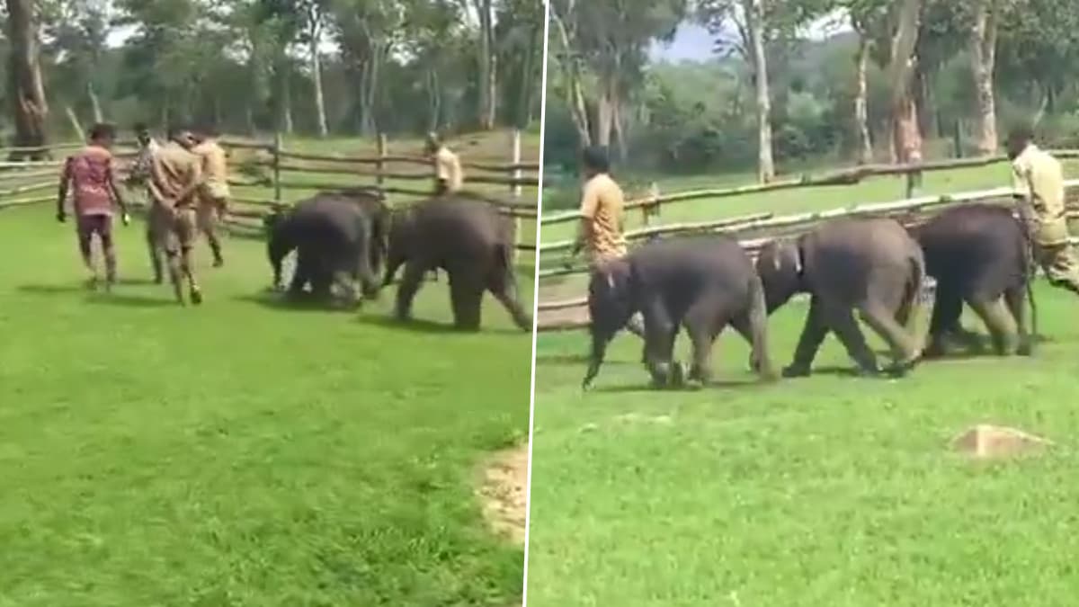 Elephant BabiesMorning Walk: குட்டி யானைகளின் சுட்டி நடைப்பயிற்சி; தெப்பக்காடு யானைகள் முகாமில் நெகிழ்ச்சி.!