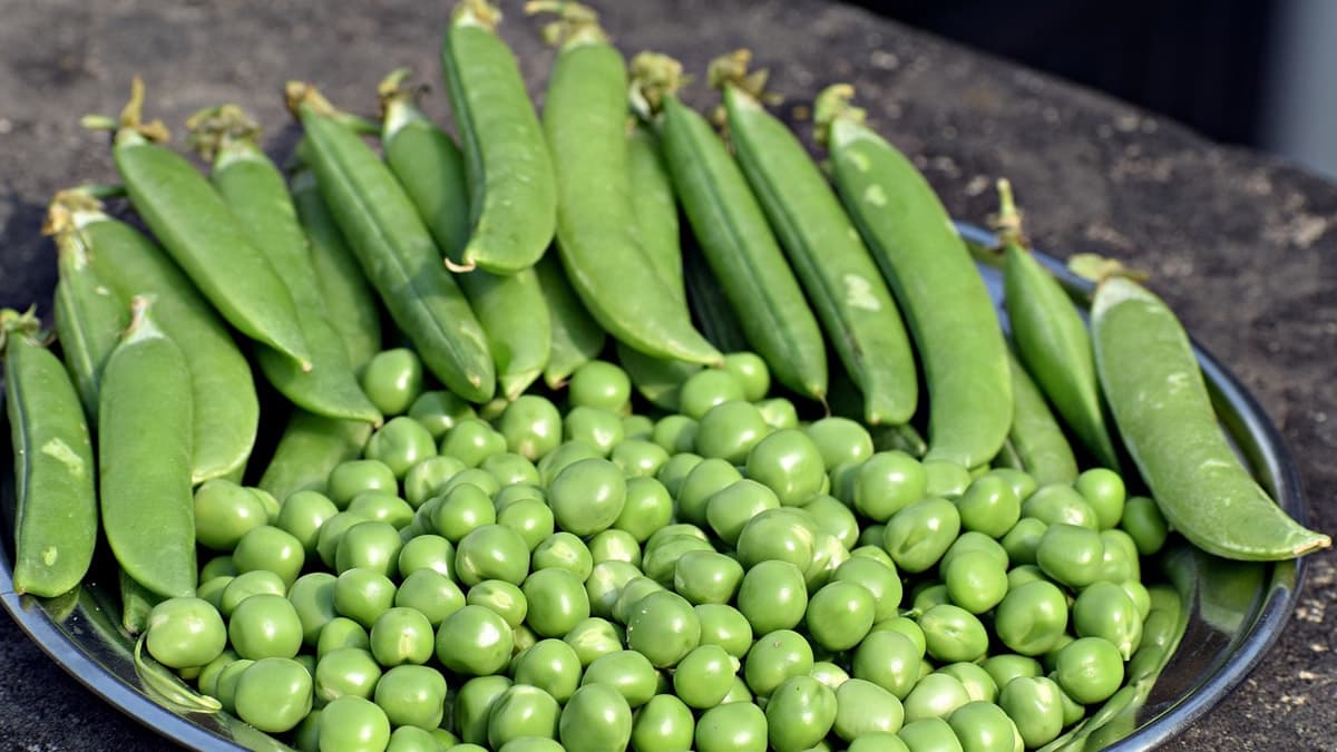 Pachai Pattani Benefits: பச்சை பட்டாணியில் உள்ள பயன்கள் என்னென்ன..? விவரம் உள்ளே..!