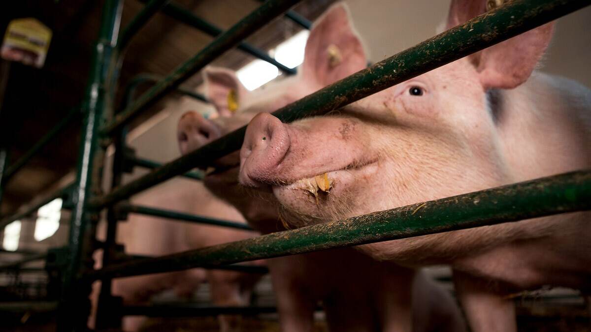 Maharashtra Swine Flu: மகாராஷ்டிராவில் பரவும் பன்றிக்காய்ச்சல்.. 15 பேர் பலி.. இந்த பன்றிக்காய்ச்சலின் அறிகுறிகள் என்னென்ன?.!