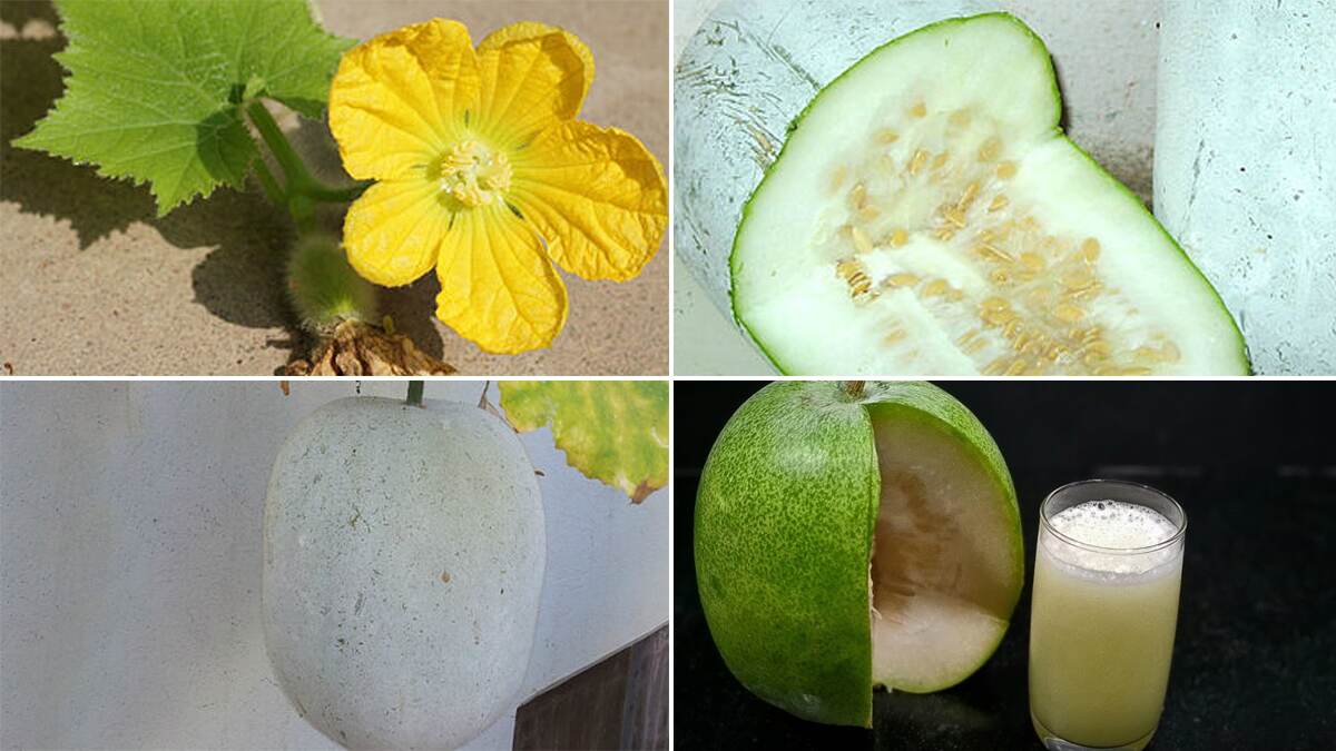 Ash Gourd Juice Benefits: வெண்பூசணி சாறை தினமும் பருகுவதால் கிடைக்கும் நன்மைகள்..!
