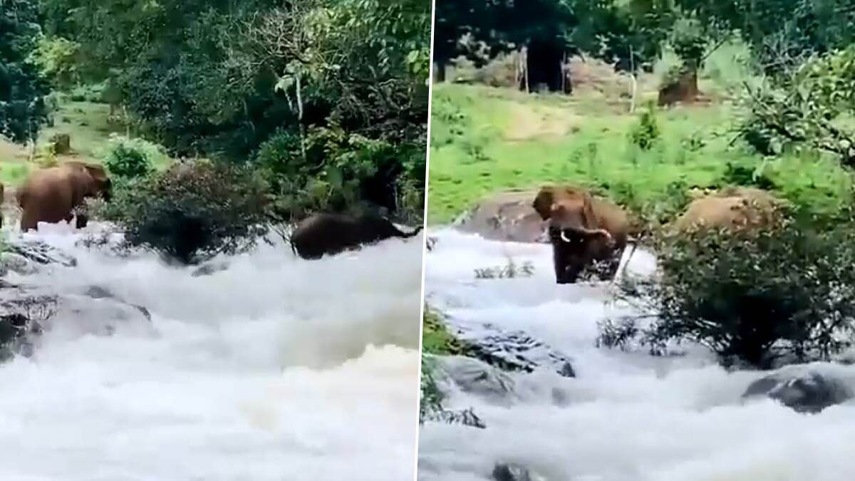 Elephant Defeats Flooding River: ஆற்றில் ஏற்பட்ட திடீர் வெள்ளம்.. அடித்து செல்லப்பட்ட காட்டு யானை.. போராடி கரையைக் கடக்கும் வீடியோ..!