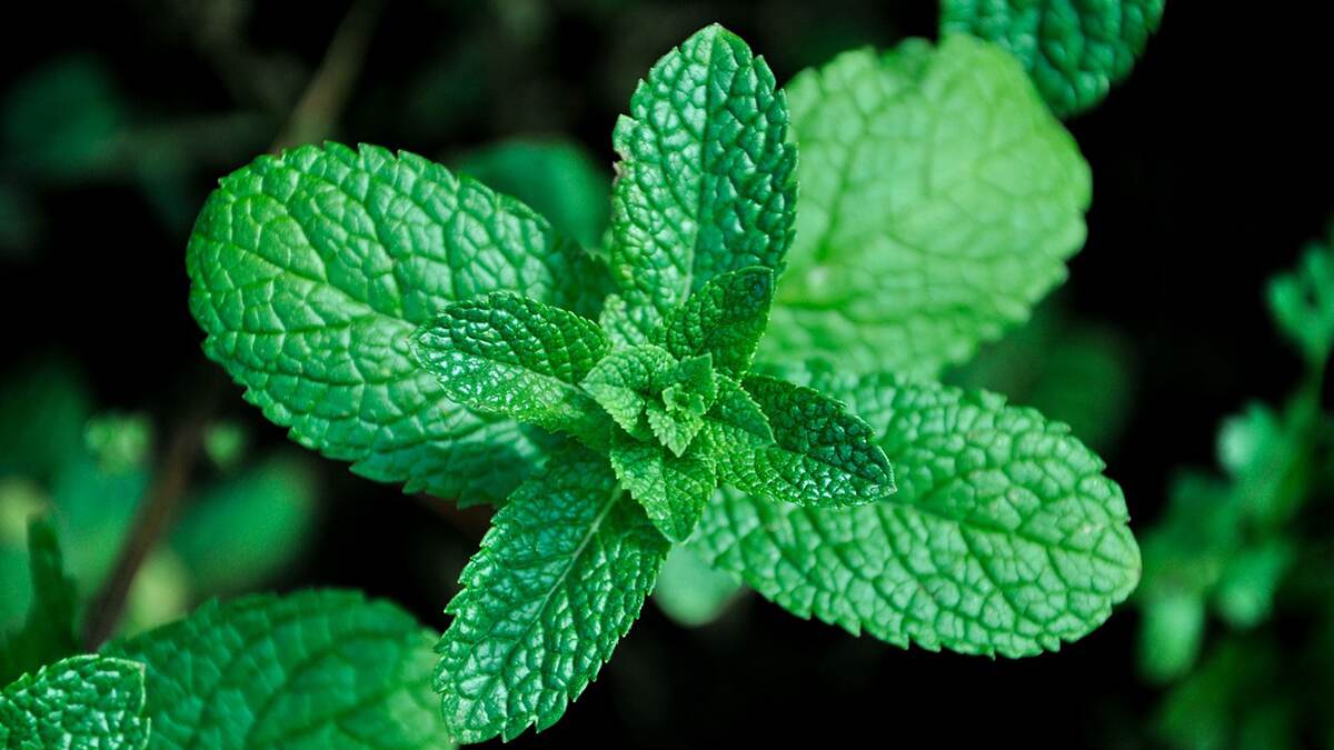 Mint Leaves Benefits: புதினாவில் உள்ள மருத்துவ பயன்கள் என்னென்ன..? விவரம் உள்ளே..!