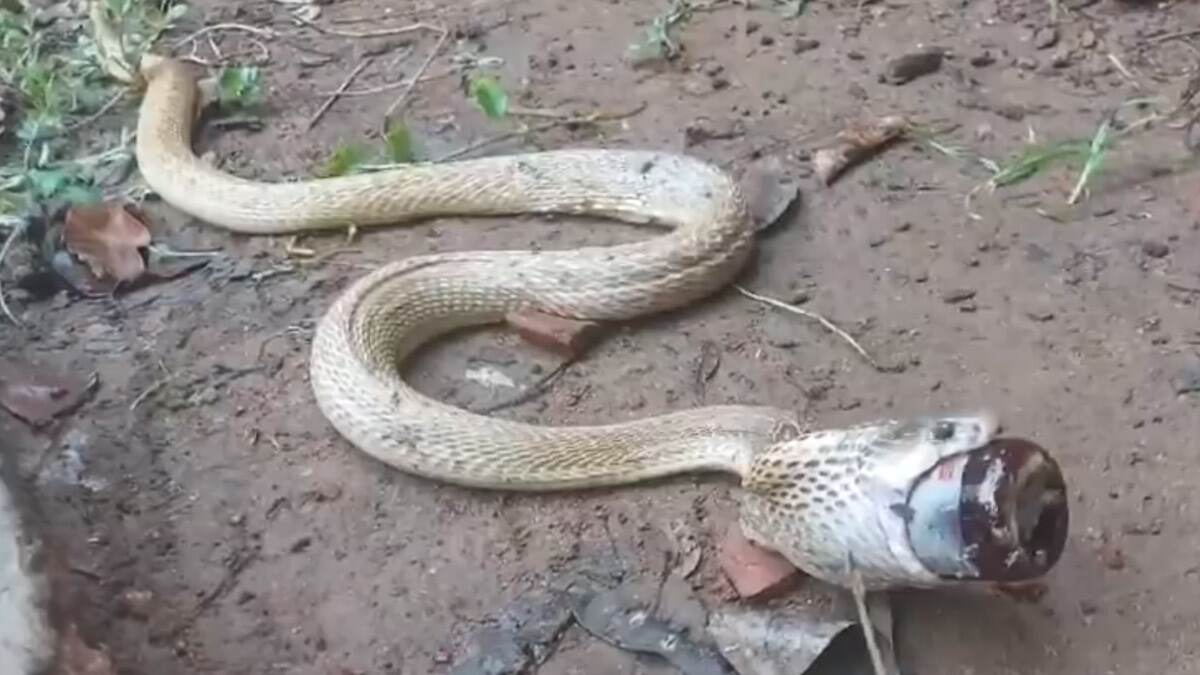 Cobra Swallowing A Medicine Bottle: மருந்து பாட்டிலை விழுங்க முயன்ற நாகப்பாம்பு; வலியால் துடிதுடித்த வீடியோ வைரல்..!