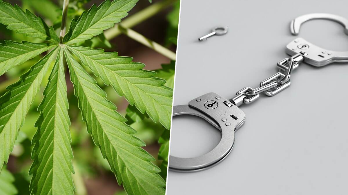 Couple Arrested: வீட்டின் மாடியில் கஞ்சா செடி வளர்த்த தம்பதி கைது.. விசாரணையில் அதிர்ச்சி தகவல்..!