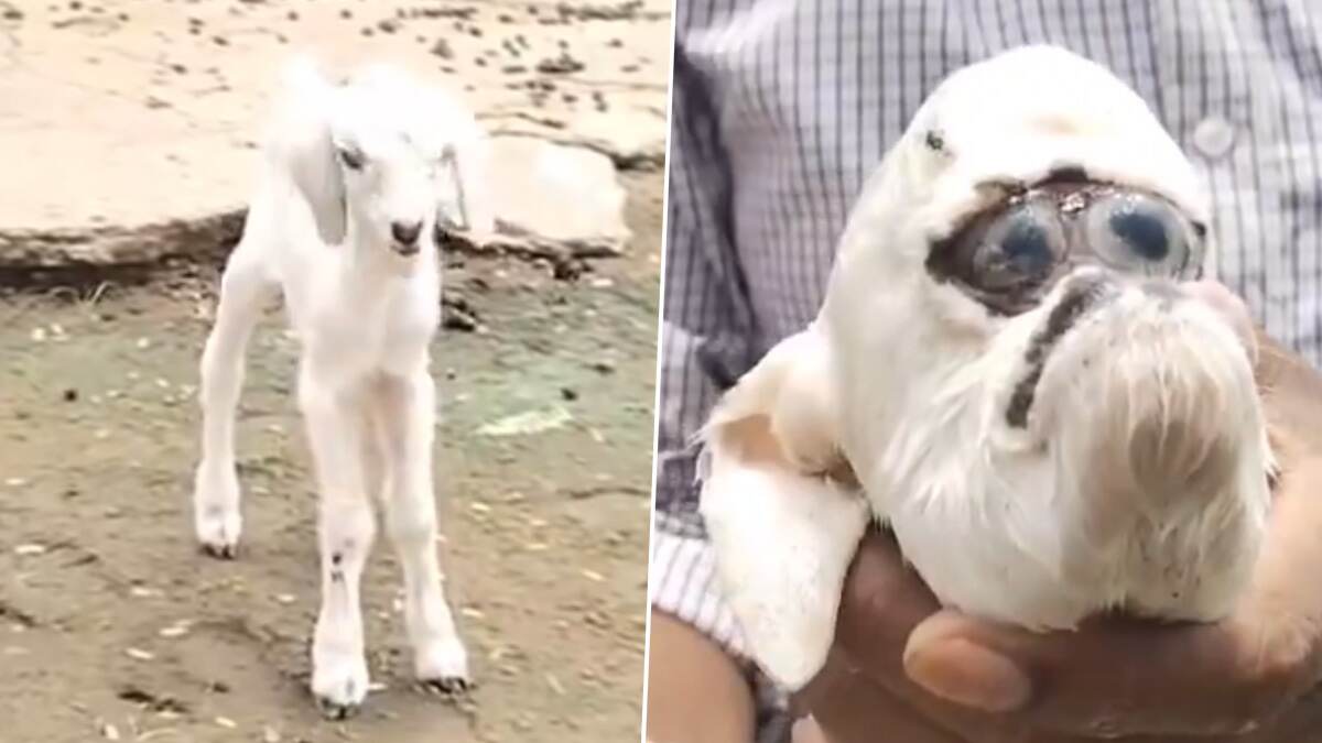 Goat Gives Birth to baby with human Face: மனிதன், நாய் தோற்றத்துடன் குட்டியை ஈன்ற ஆடு; வினோத நிகழ்வால் வியந்துபோன கிராம மக்கள்.!