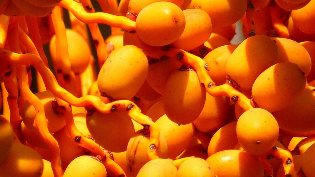 Date Palm Benefits: ஈச்சம் பழத்தின் நன்மைகள்.. அட இந்த சின்ன பழத்துல இவ்வளவு இருக்கா?!