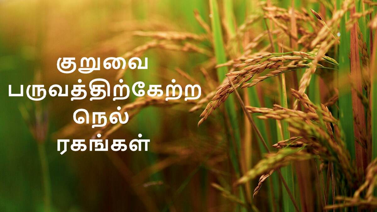 Short Duration Varieties Of Rice: குறுவை பருவத்திற்கேற்ற நெல் ரகங்கள் என்னென்ன.? விபரம் உள்ளே..!