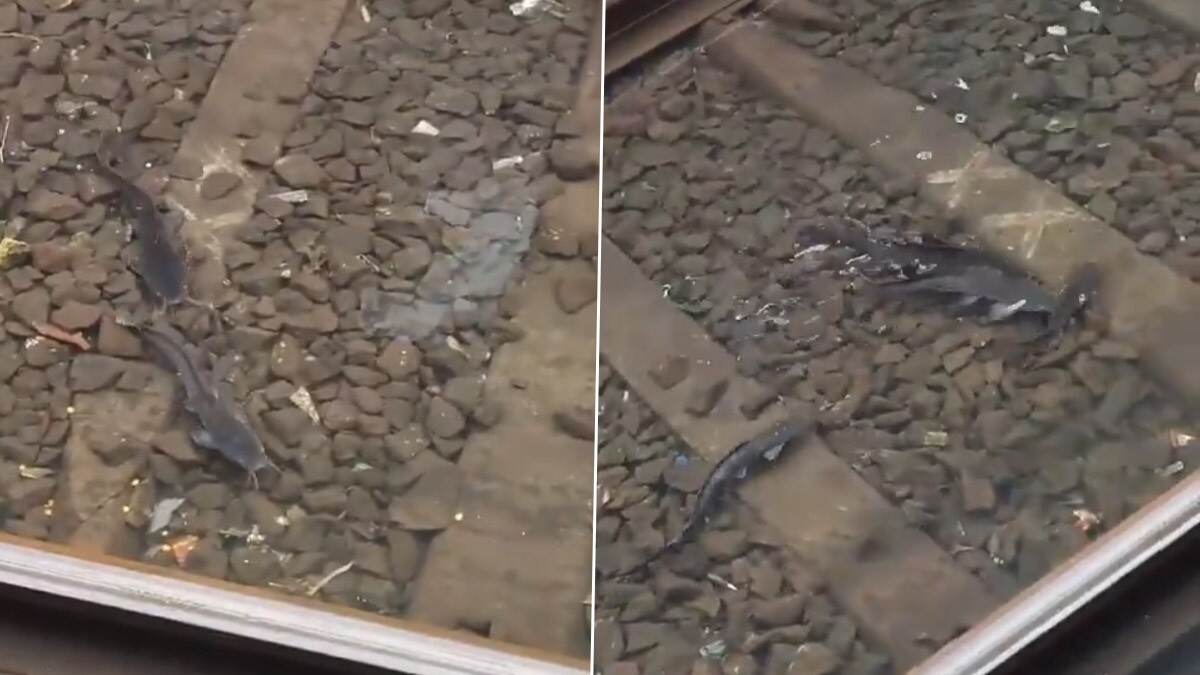 Catfish Swimming On Railway Tracks: உள்ளூர் ரயில் தண்டவாளத்தில் மிதக்கும் கேட்ஃபிஷ்கள்; கனமழை காரணமாக நீரில் நீந்தி செல்லும் மீன்கள்.. வீடியோ வைரல்..!
