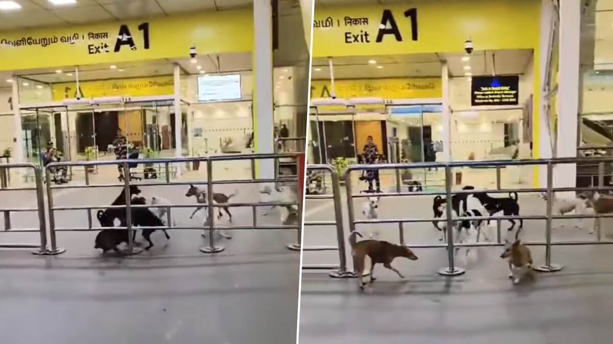 Dogs On The Prowl at Chennai International Airport: சென்னை பன்னாட்டு விமான நிலையத்தில் சுற்றித் திரியும் நாய்கள்.. வீடியோ வைரல்..!