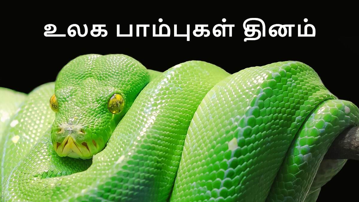World Snake Day 2024: பாம்புகள் பழி தீர்க்குமா? உலக பாம்புகள் தினம்..!