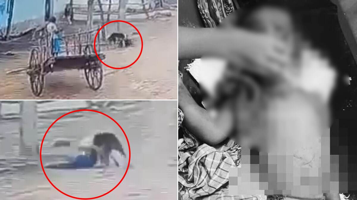 Boy Dies By Dog Bite: தெருநாய் கடித்து 7 வயது சிறுவன் படுகாயம்.. 2 வயது சிறுவன் உயிரிழப்பு..! பதைபதைக்க வைக்கும் வீடியோ வைரல்..!