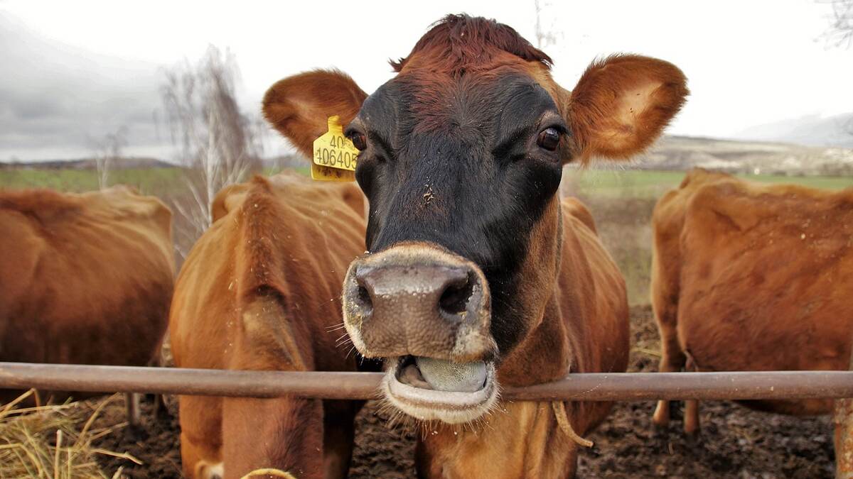 Veterinary Doctor App: விவசாயிகளுக்கான "கால்நடை மருத்துவர் செயலி”.. முக்கிய அம்சங்கள் என்ன?