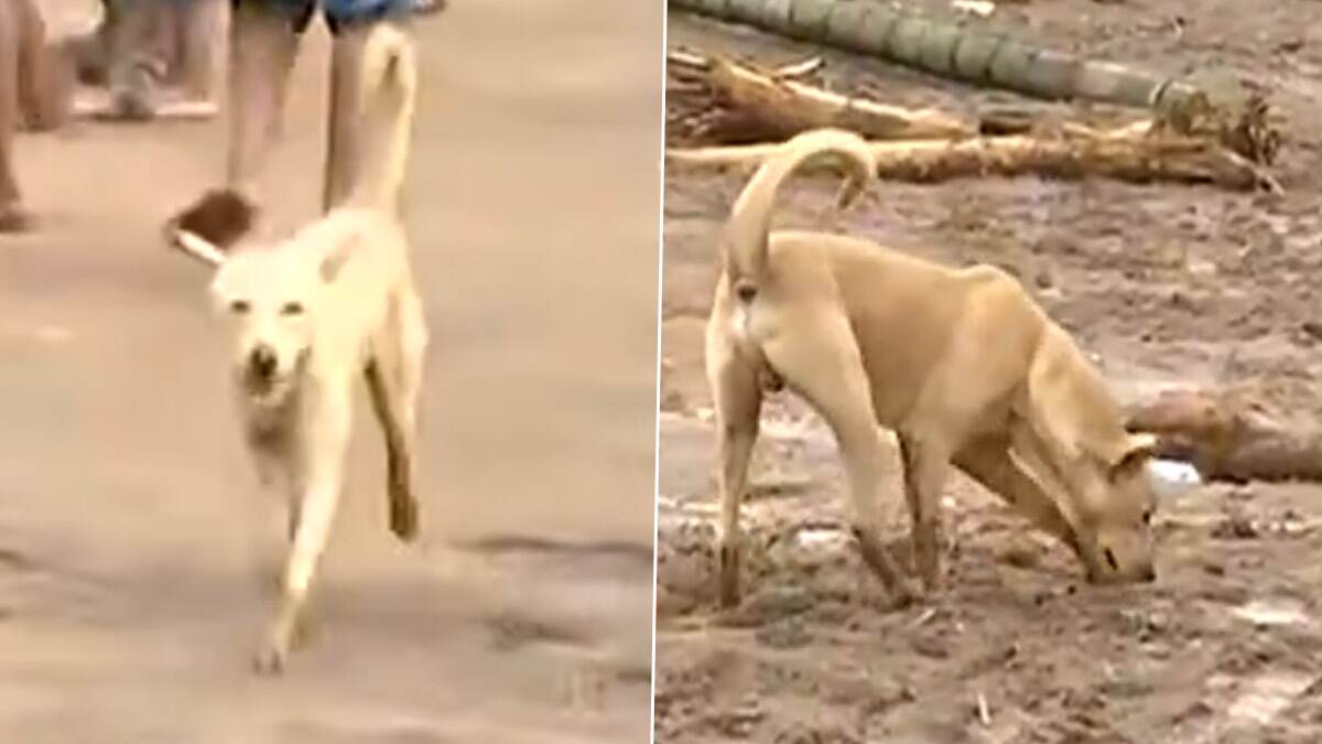 Dog Searches Relatives Lost In Landslide: நிலச்சரிவில் தொலைத்த உறவுகளை தேடும் ஜீவன்; நெகிழ வைக்கும் வீடியோ வைரல்..!